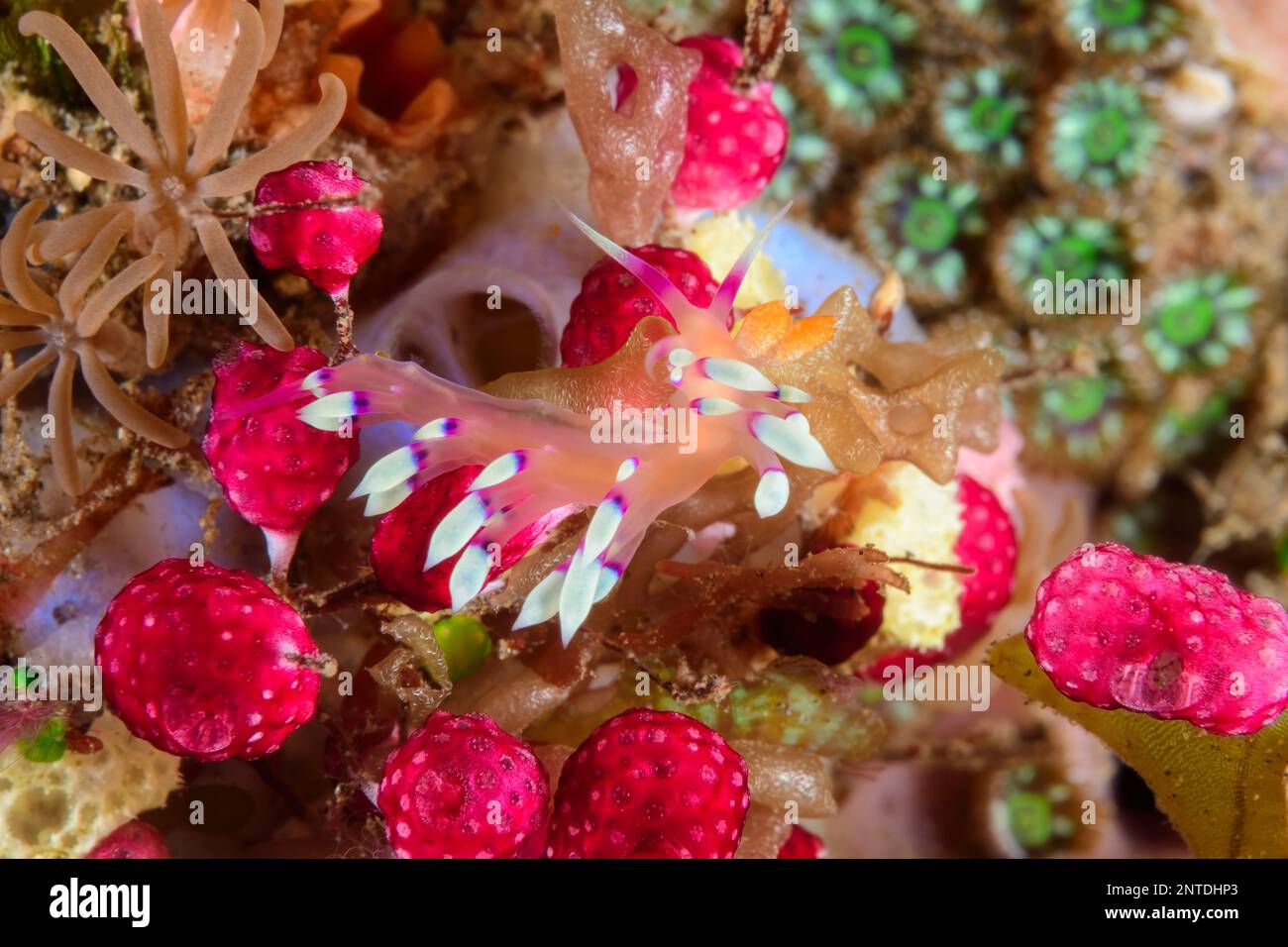 sea slug or nudibranch, Coryphellina exoptata, on Raspberry tunicates, Didemnum cf. moseleyi, Tulamben, Bali, Indonesia, Pacific Stock Photo