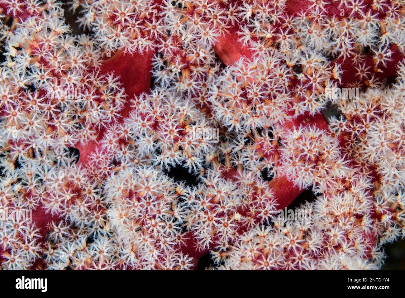 A tiny goby hides in a soft coral, Scleronephthya sp., Tulamben, Bali, Indonesia, Pacific Stock Photo