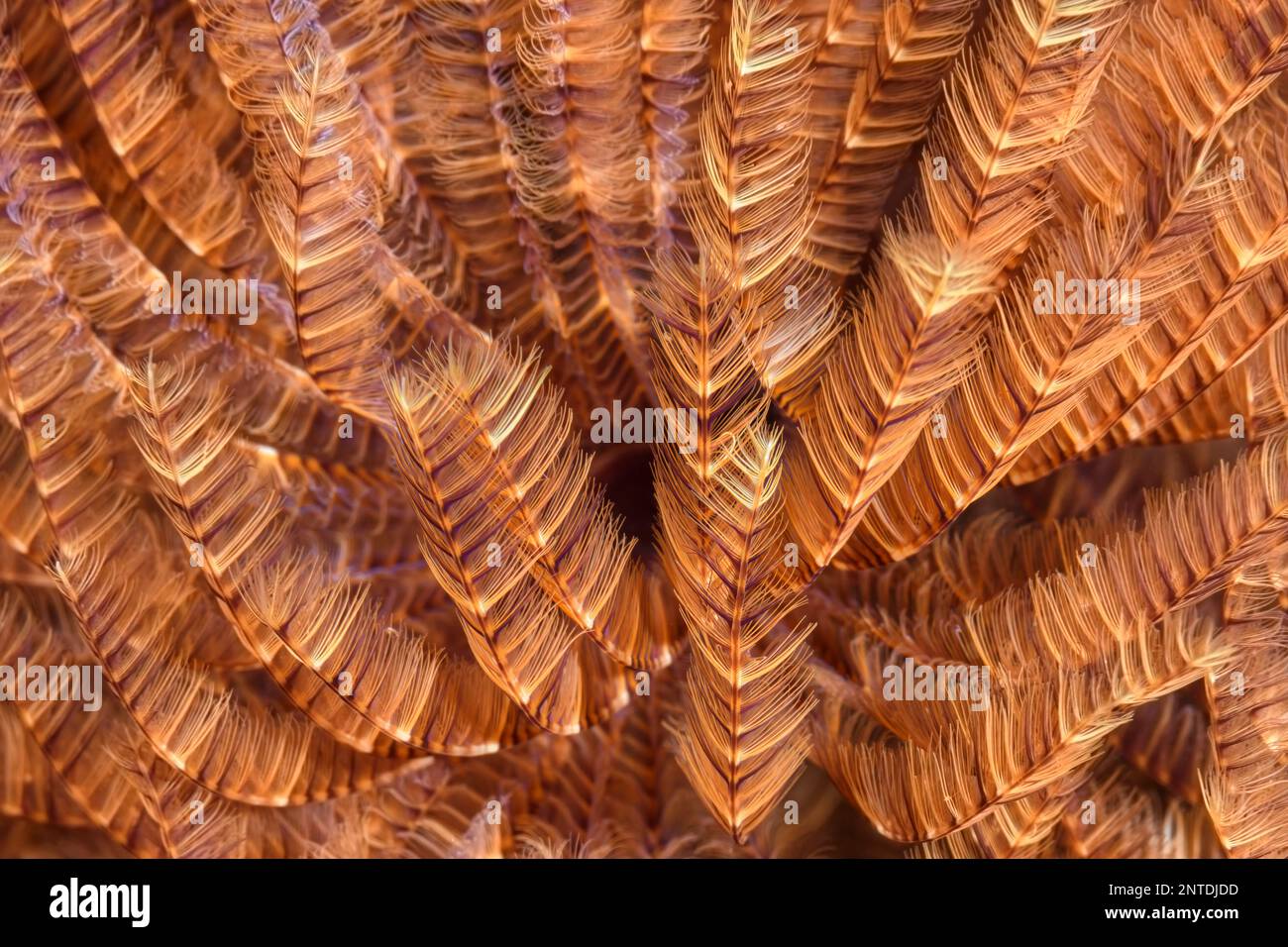 Radioles of a Feather Duster Worm, Sabellastarte sp., Tulamben, Bali, Indonesia, Pacific Stock Photo