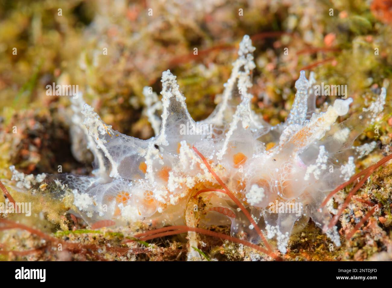 Sea slug or Nudibranch, Janolus sp., Tulamben, Bali, Indonesia, Pacific Stock Photo