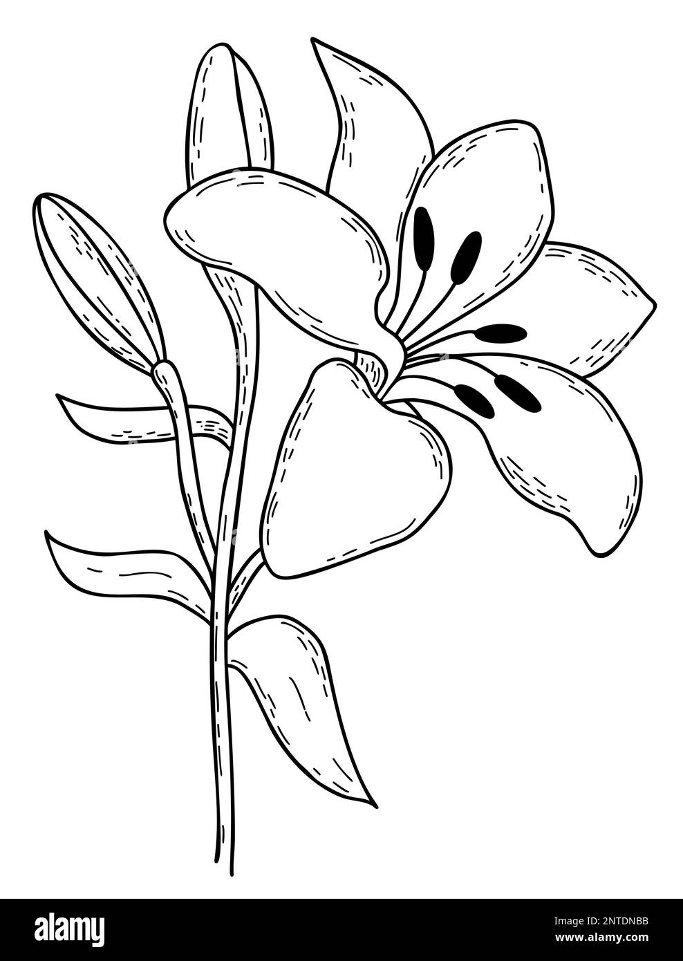 Hand drawing blooming lily flower with bud and leaves. Vector