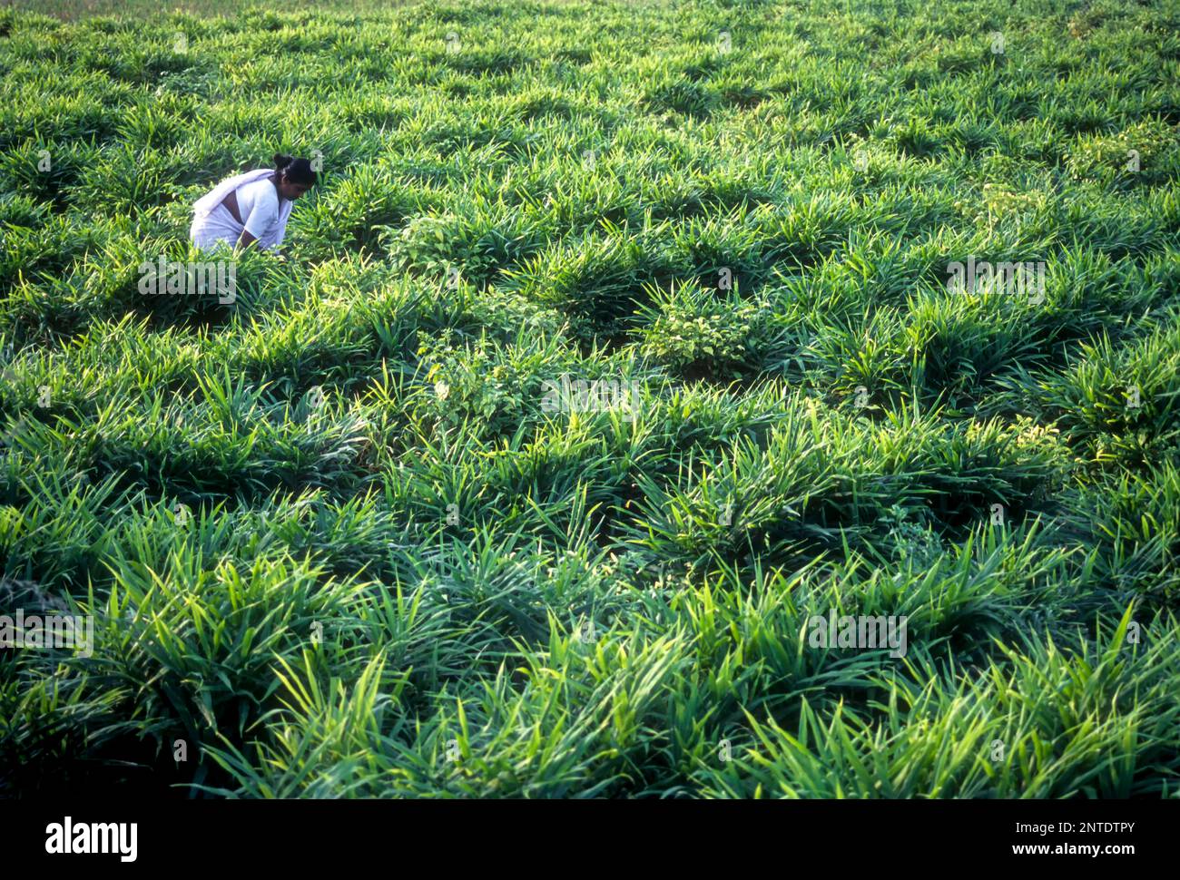 Ginger garden in Wayanad, Kerala, India, Asia Stock Photo Alamy