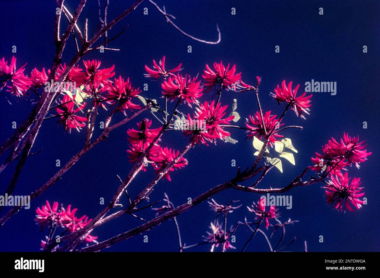 Flowering tree in Munnar, Kerala, India, Asia. flame of the forest or bastard teak (Butea