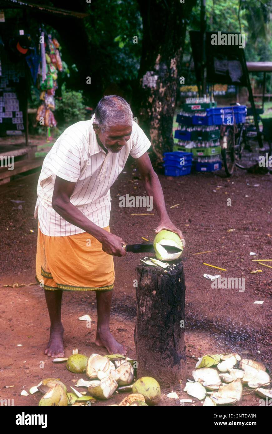 Tender coconut seller in Madhur near Kasaragod, Kerala, India, Asia Stock Photo