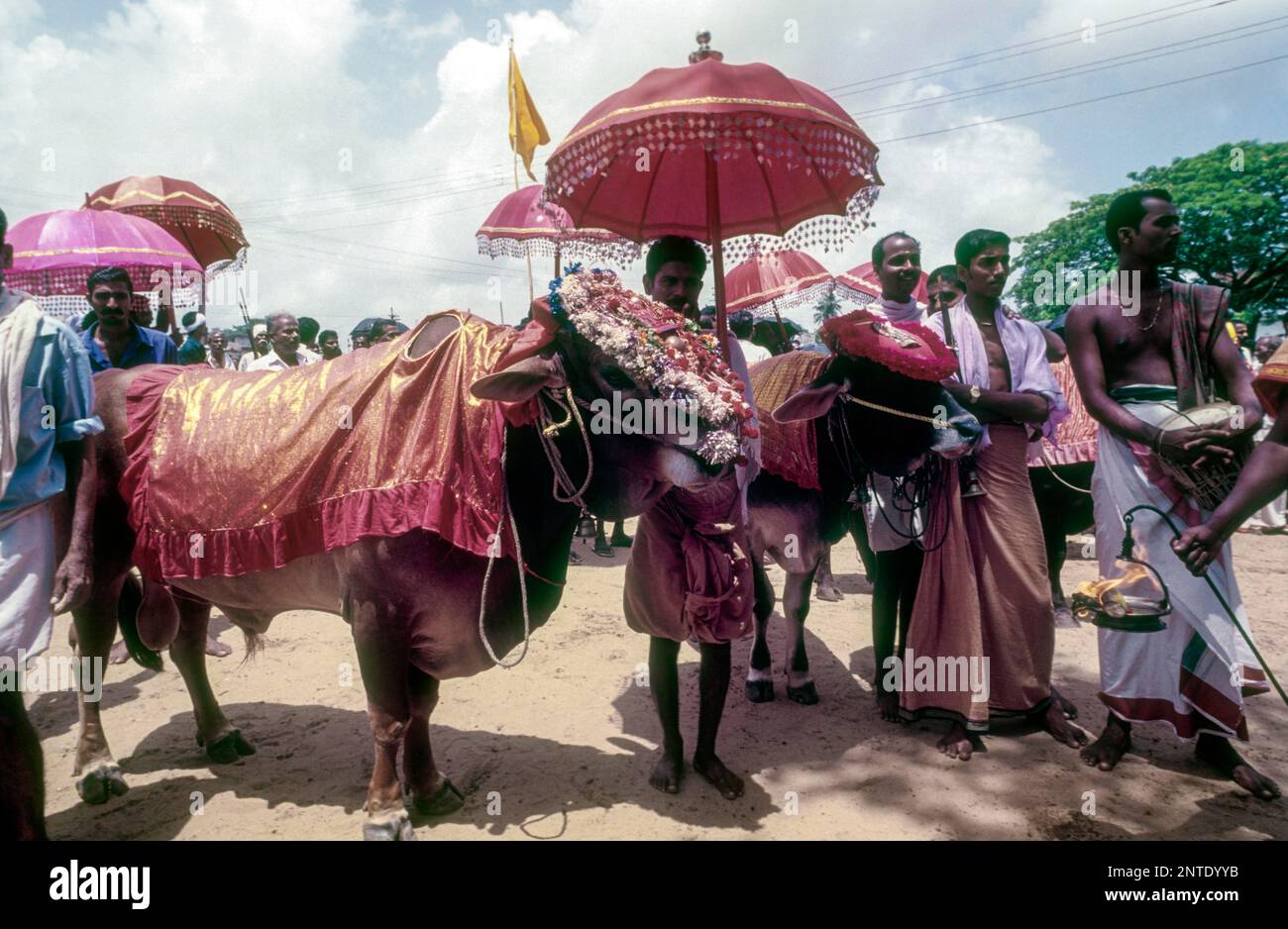 India bull festival hi-res stock photography and images - Alamy