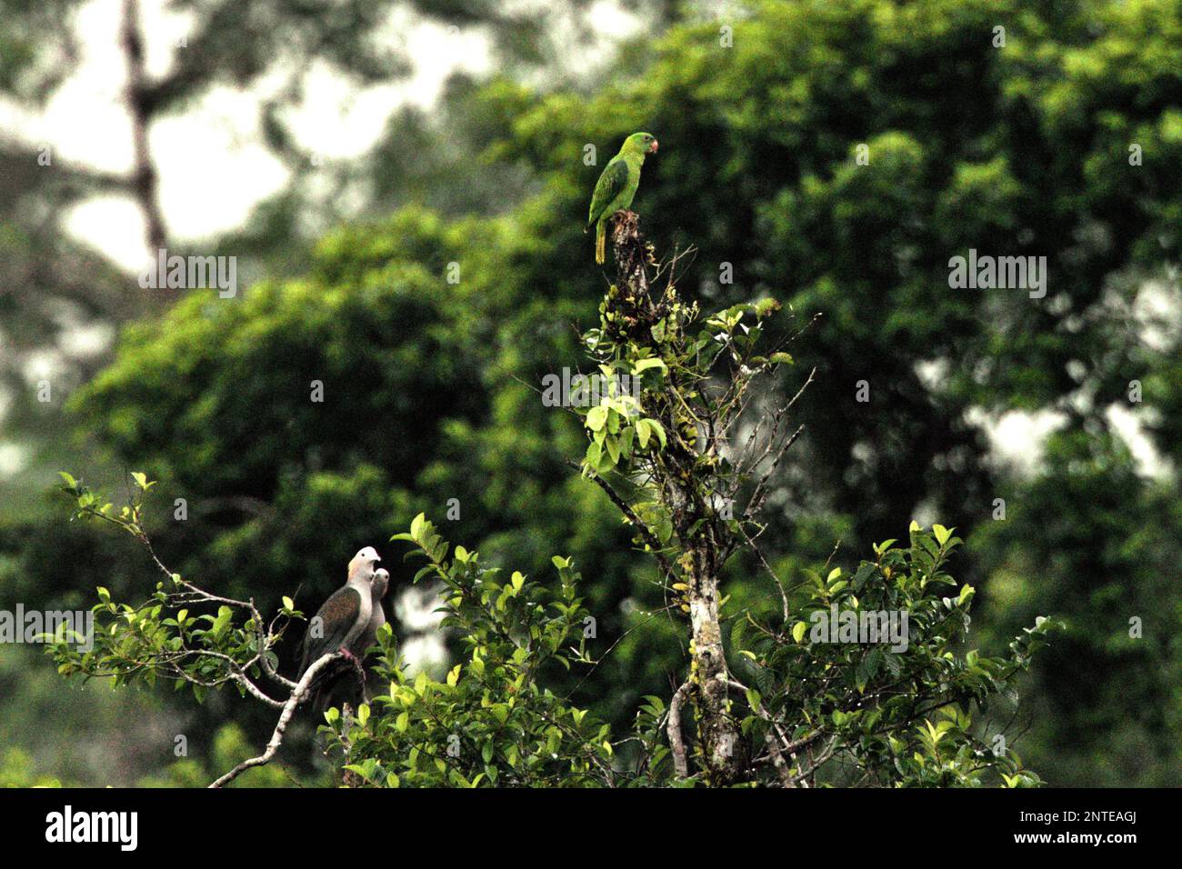 Two individuals of green imperial pigeon (Ducula aenea) and an unidentified species of lorikeet are photographed as they are perching on top of a tree in a rainforest area near Mount Tangkoko and Duasudara in Bitung, North Sulawesi, Indonesia. Stock Photo