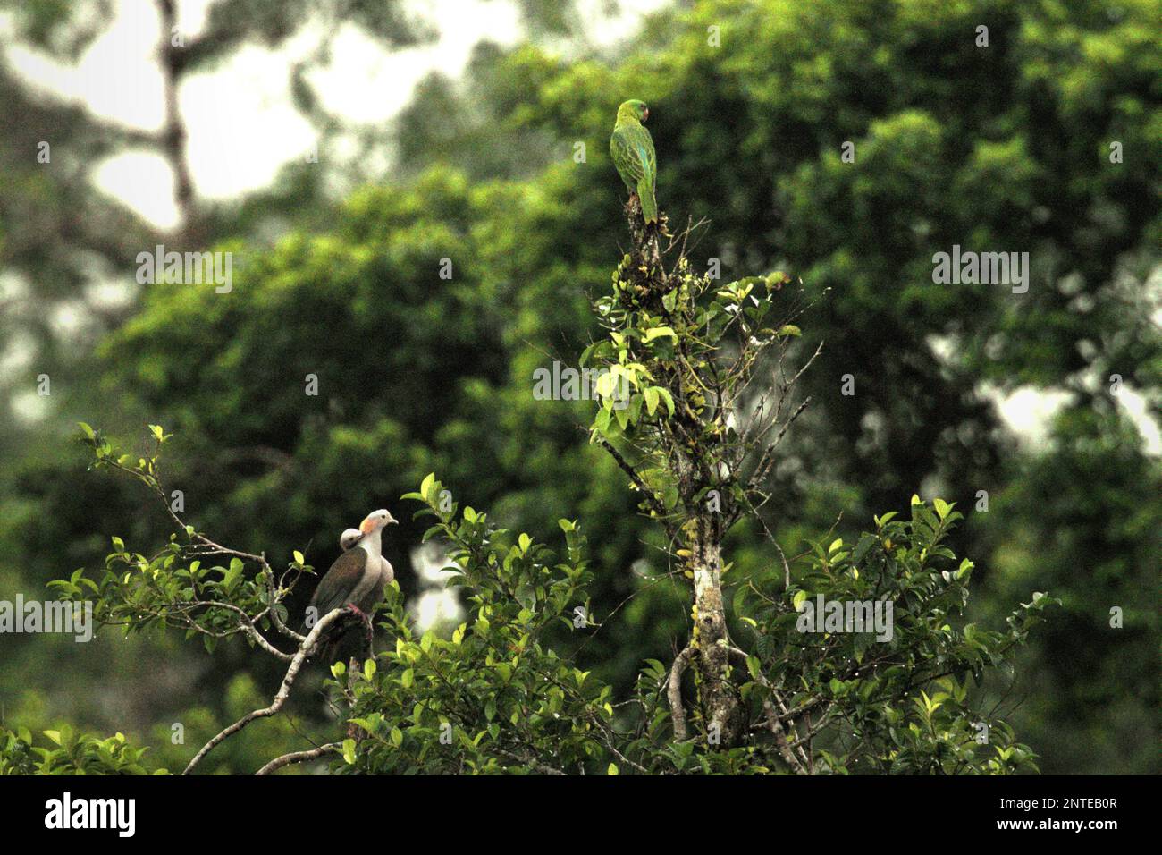 Two individuals of green imperial pigeon (Ducula aenea) and an unidentified species of lorikeet are photographed as they are perching on top of a tree in a rainforest area near Mount Tangkoko and Duasudara in Bitung, North Sulawesi, Indonesia. Stock Photo