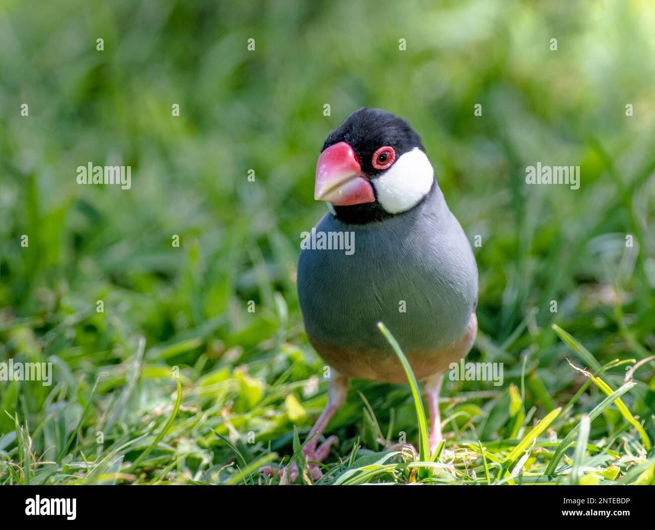 Java grass hi-res stock photography and images - Alamy