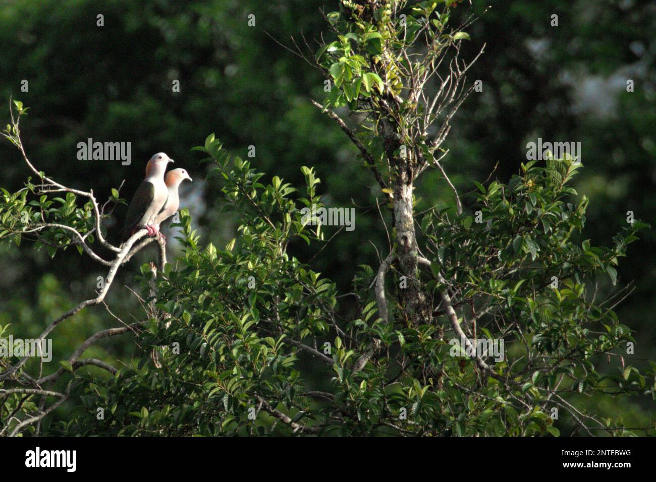 Two individuals of green imperial pigeon (Ducula aenea) are seen perching on top of a tree in a rainforest area near Mount Tangkoko and Duasudara in Bitung, North Sulawesi, Indonesia. Stock Photo