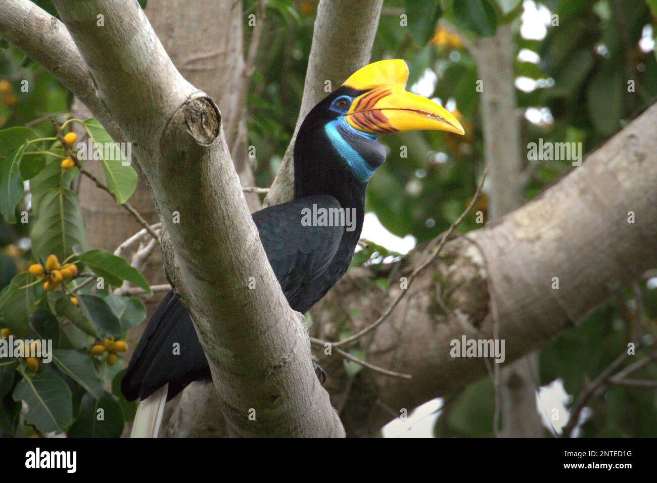 A knobbed hornbill (Rhyticeros cassidix) female on a fig tree in a rainforest area near Mount Tangkoko and Duasudara in Bitung, North Sulawesi, Indonesia. Stock Photo