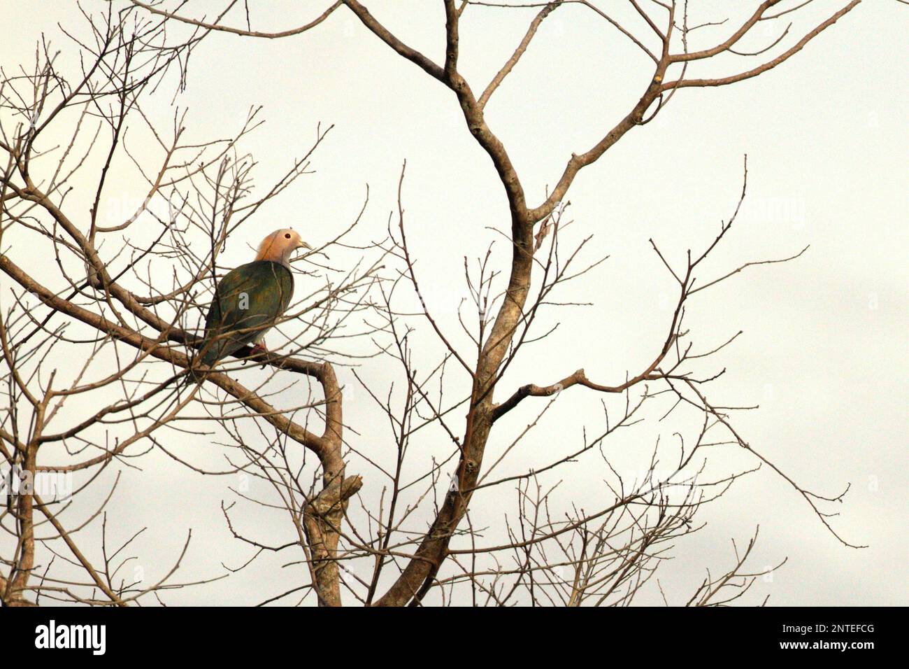 A green imperial pigeon (Ducula aenea) is perching on a deciduous tree, a morning view in a rainforest area near Mount Tangkoko and Duasudara in Bitung, North Sulawesi, Indonesia. Stock Photo