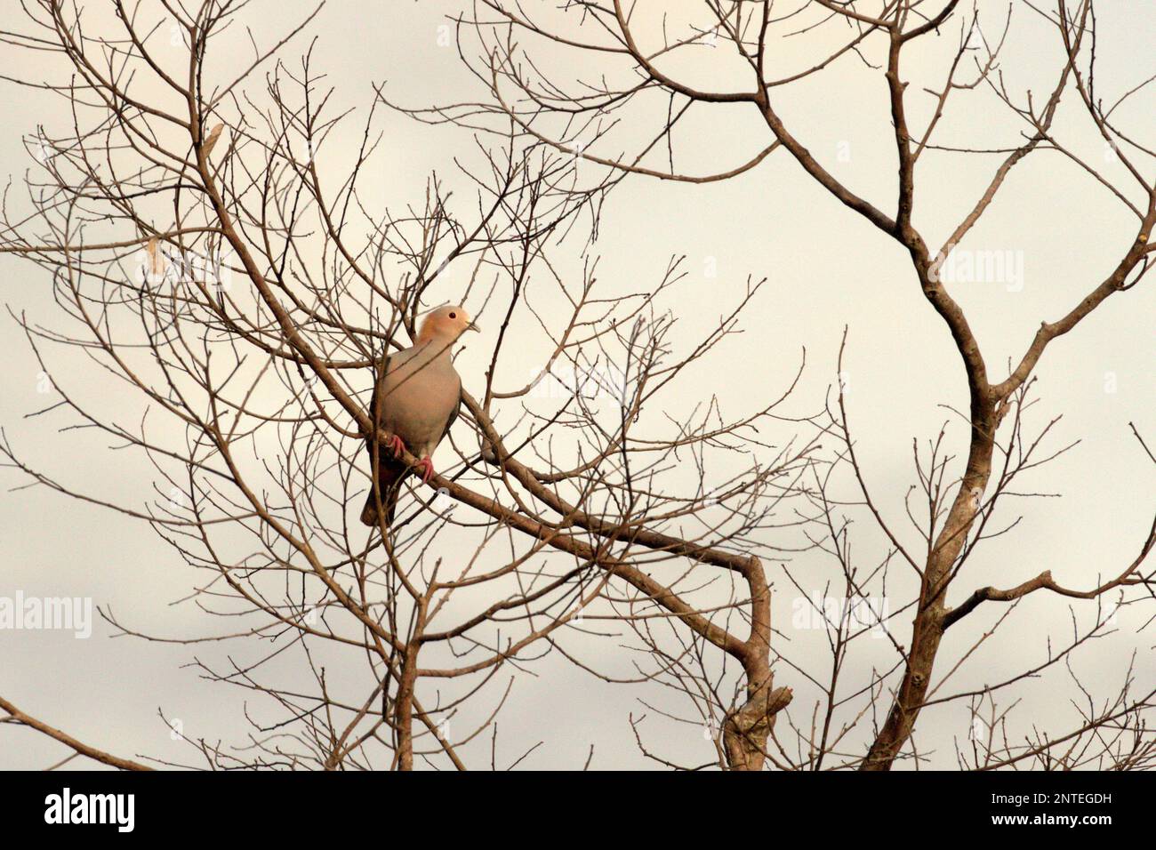 A green imperial pigeon (Ducula aenea) is perching on a deciduous tree, a morning view in a rainforest area near Mount Tangkoko and Duasudara in Bitung, North Sulawesi, Indonesia. Stock Photo