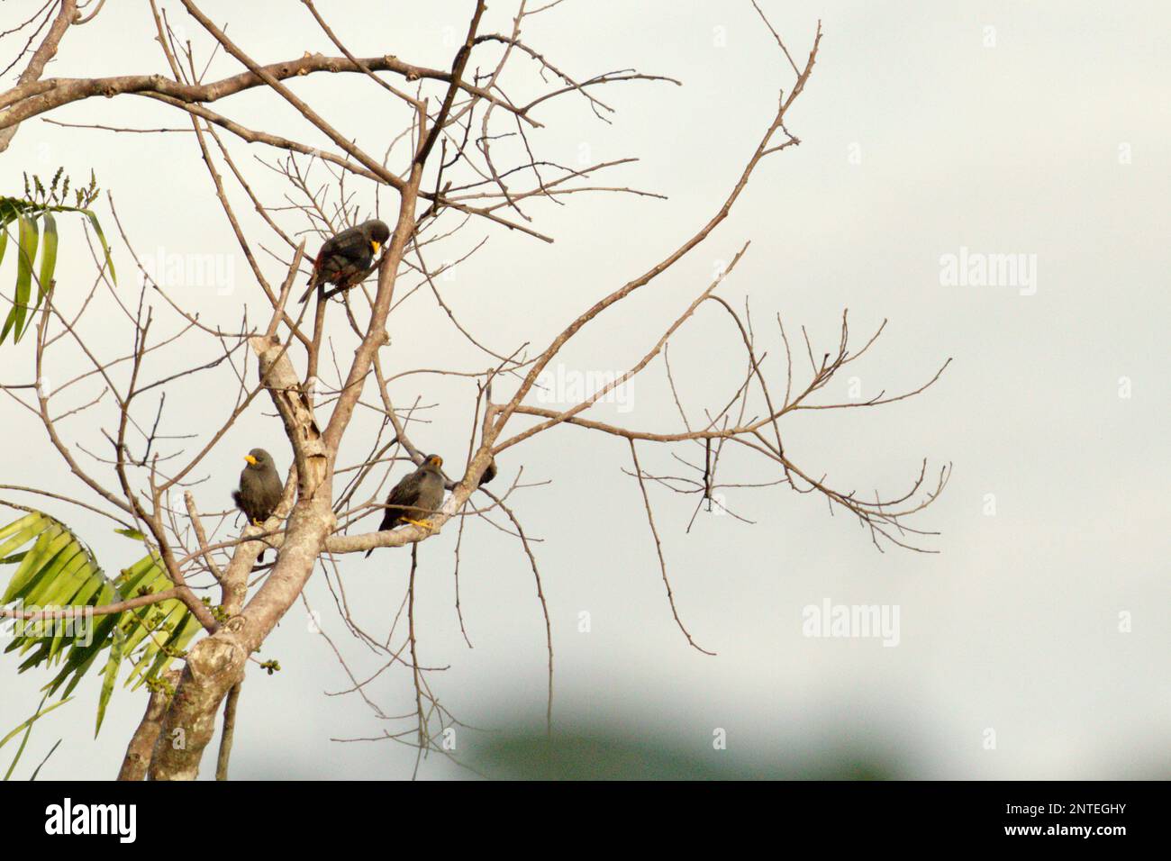 A flock of grosbeak starling (Scissirostrum dubium), a Sulawesi endemic starling, on deciduous tree in a forested area near Mount Tangkoko and Duasudara in Bitung, North Sulawesi, Indonesia. Stock Photo