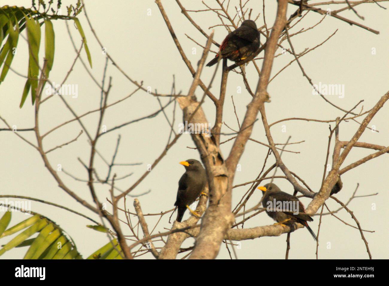 A flock of grosbeak starling (Scissirostrum dubium), a Sulawesi endemic starling, on deciduous tree in a forested area near Mount Tangkoko and Duasudara in Bitung, North Sulawesi, Indonesia. Stock Photo