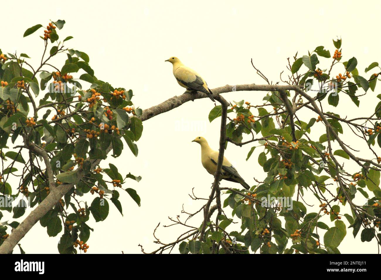 Two individuals of silver-tipped imperial pigeon (Ducula luctuosa), an endemic pigeon to Sulawesi, are perching near fig fruit in a forested area near Mount Tangkoko and Duasudara in Bitung, North Sulawesi, Indonesia. Stock Photo