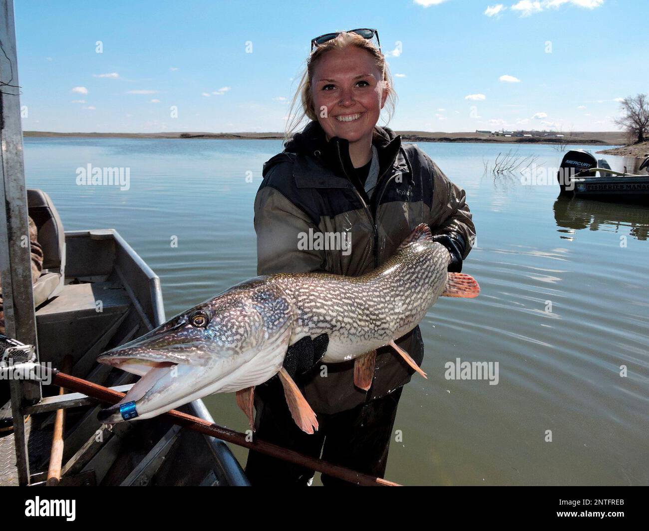 In this undated photo a trophysized northern pike netted at Parshall
