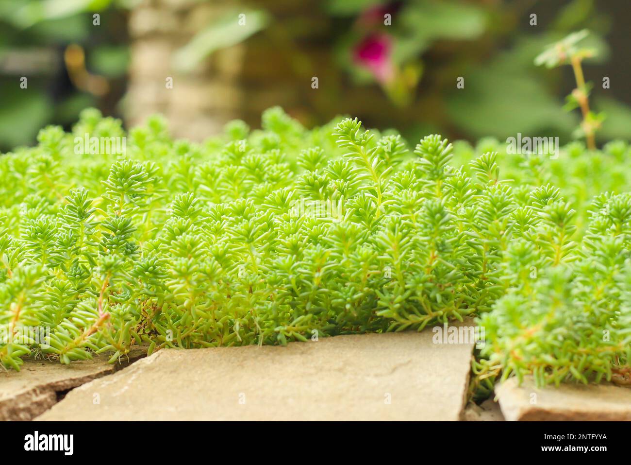 Stonecrop sedum plants and stone. small green succulent plants a lot. Front view, selective focus Stock Photo