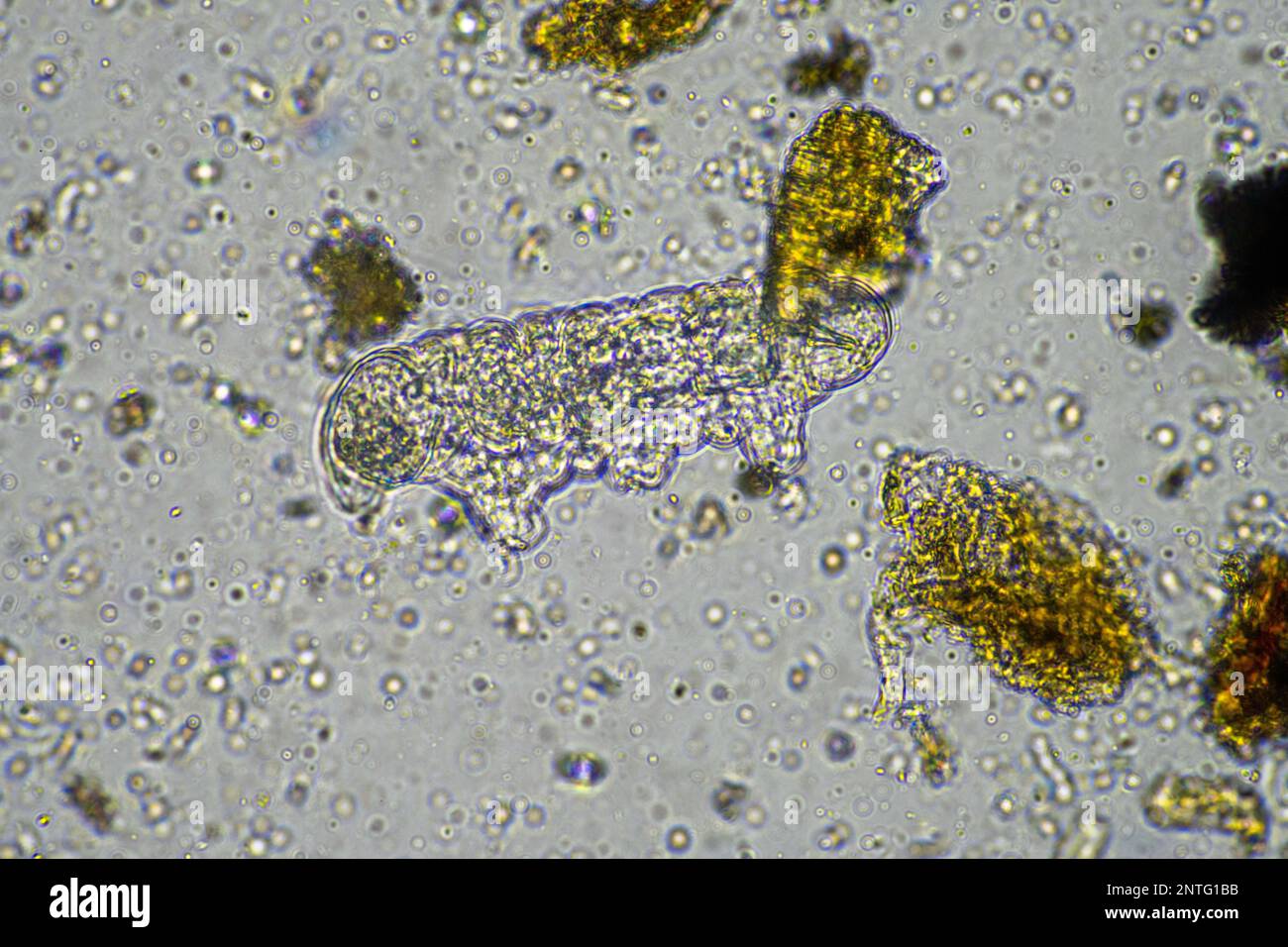 soil microorganisms including nematode, microarthropods, micro arthropod, tardigrade, and rotifers a soil sample, soil fungus and bacteria on a regene Stock Photo