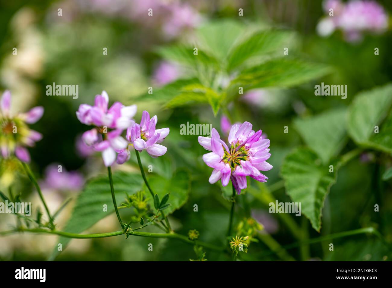 Securigera varia flower growing in forest, close up Stock Photo