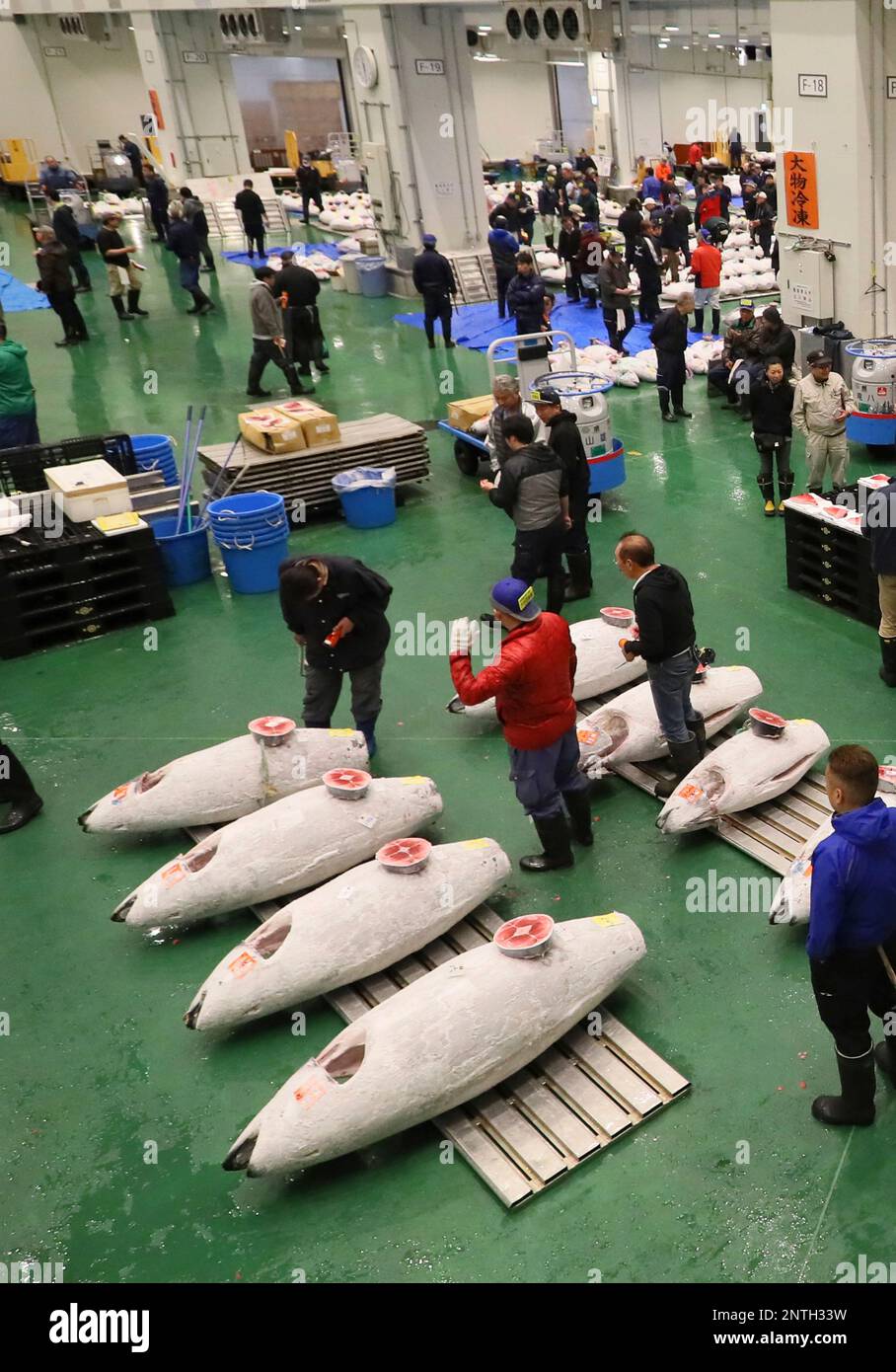 Fish wholesalers start their first bidding of bluefin tuna at the pre ...