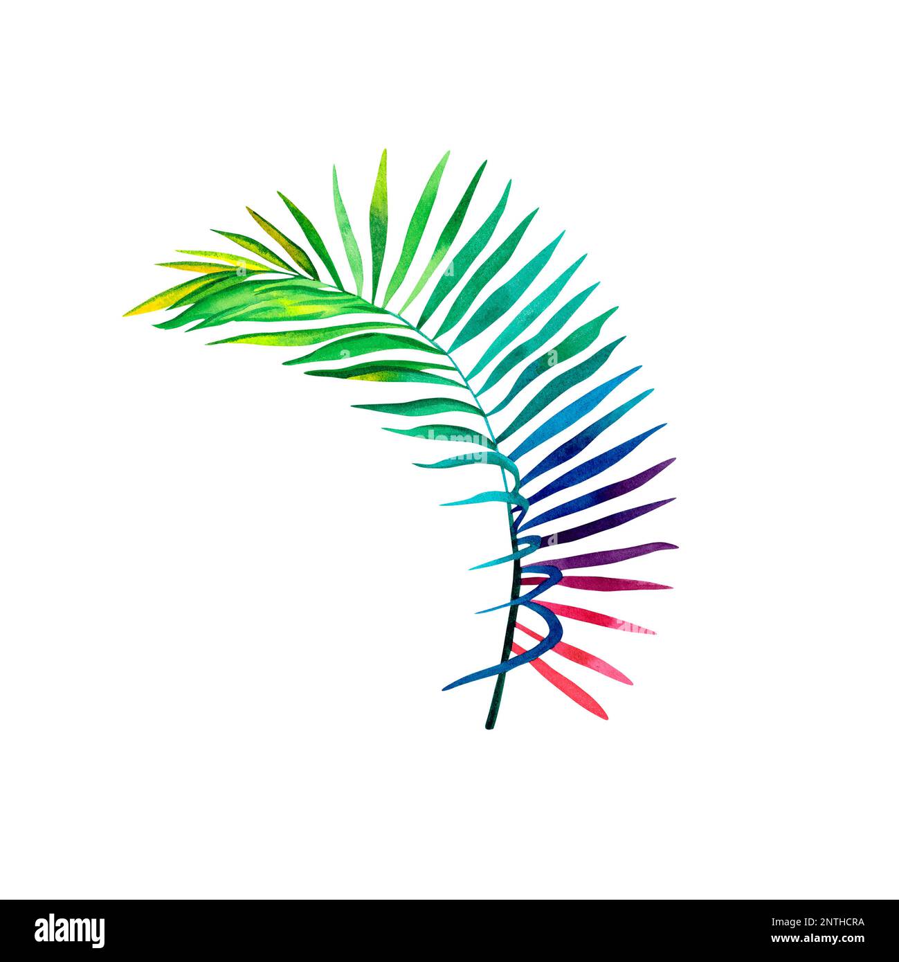 Rainbow palm branch on an isolated background. A colored palm branch