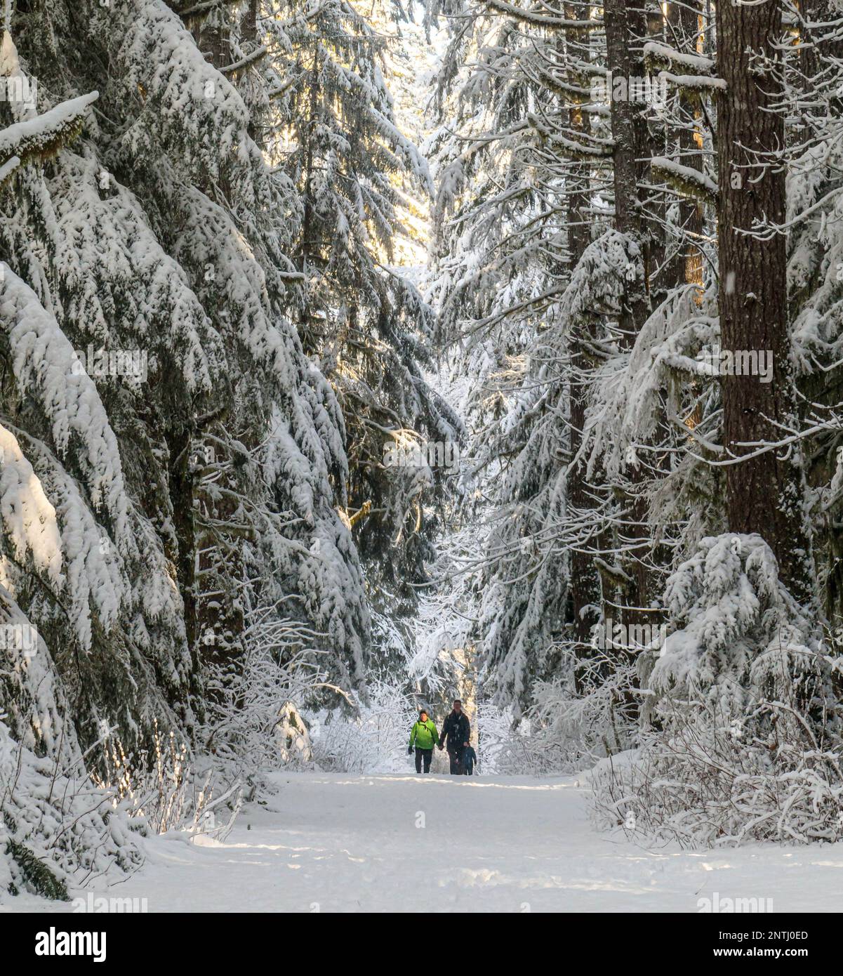 Two people walking on trail after a fresh snowfall in British Columbia.  Heavy snow on large trees, dense intact forest. Stock Photo