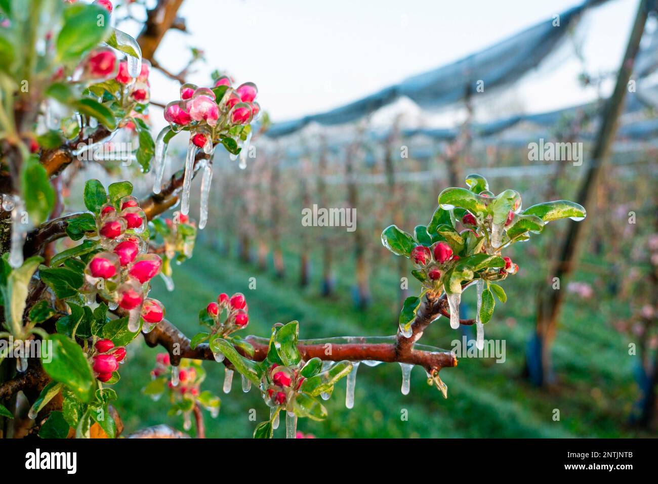 An apple blossom is covered with ice after a frost protection