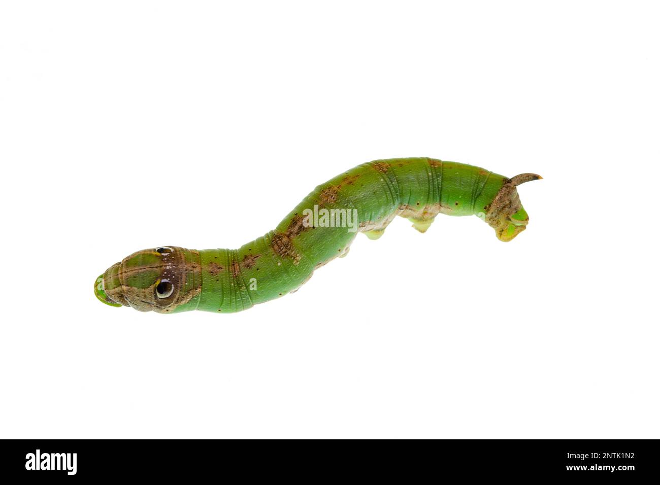 Caterpillar hawkmoth larva, Eupanacra splendens, are green with large eyespots and a strong backward curving horn at the tail. Stock Photo