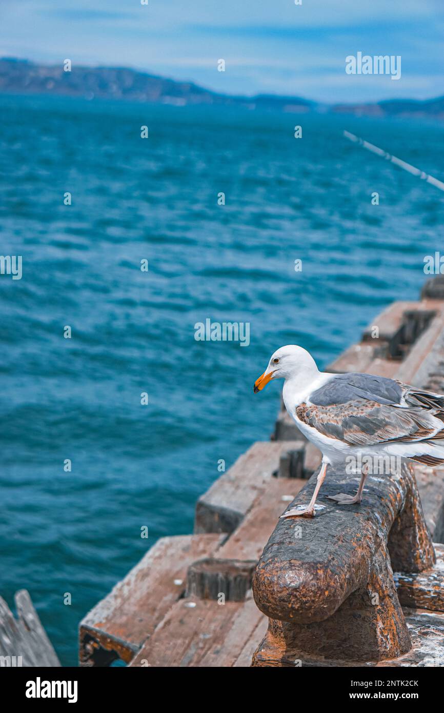 A seagulls is waiting for the opportunity to find food side beach Stock Photo