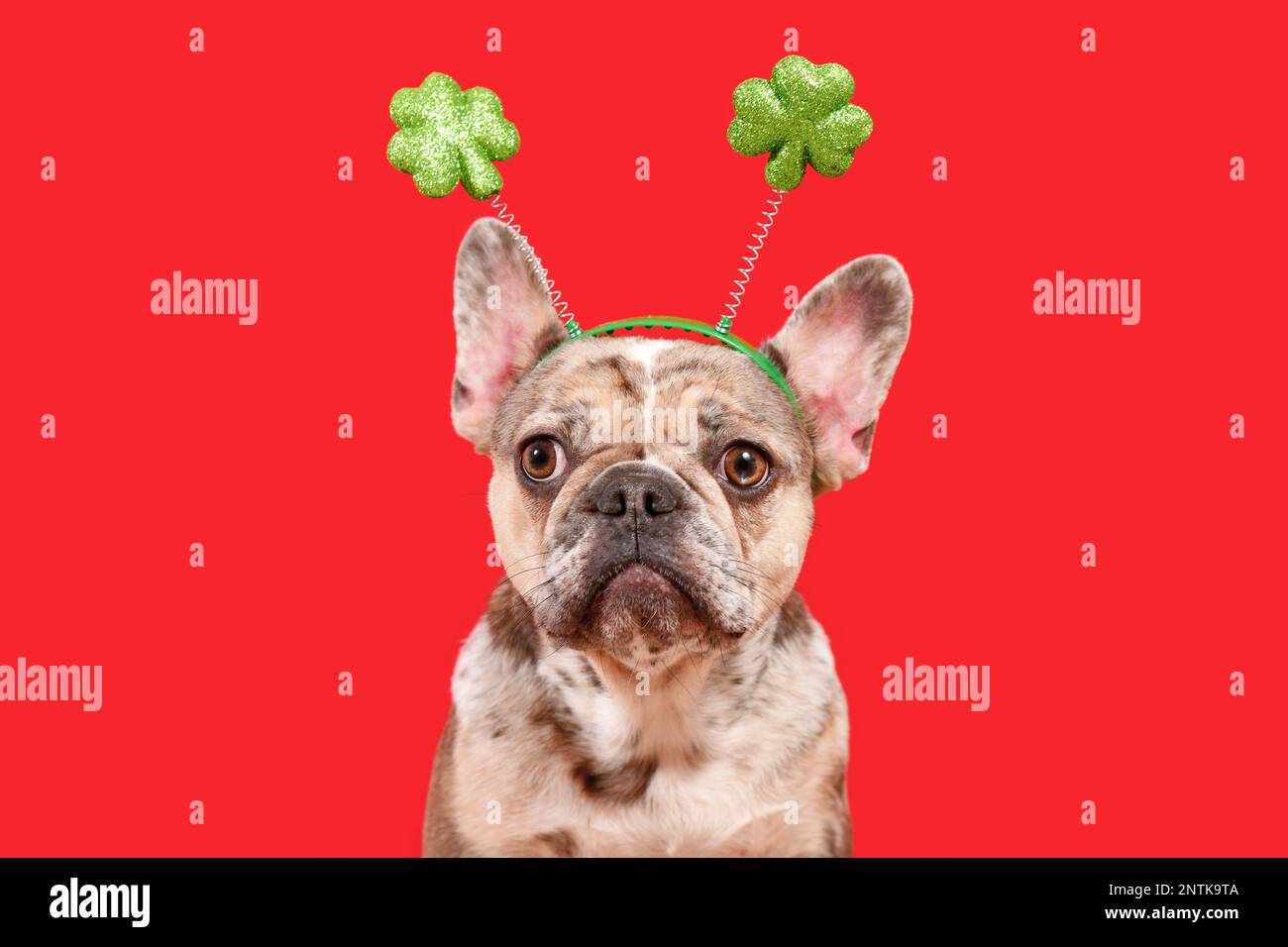 st patrick day bulldog