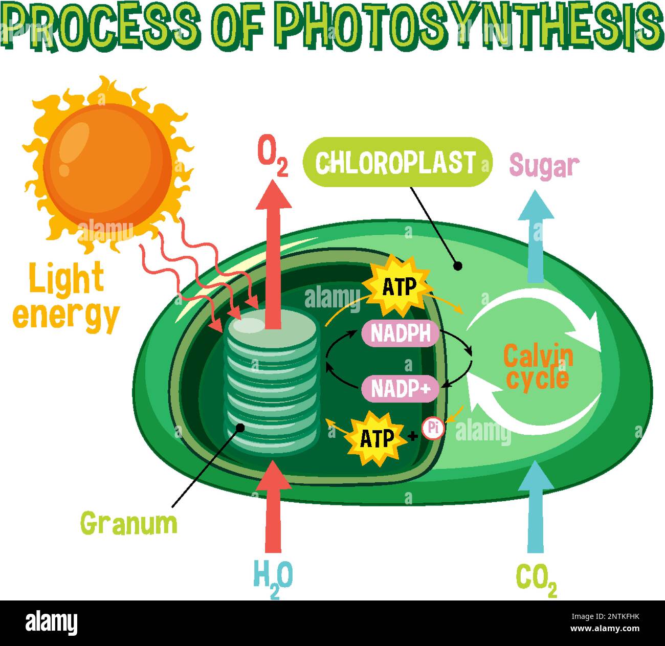 Photosynthesis Diagram Free Word Template Photosynthesis Diagram Free Word Template