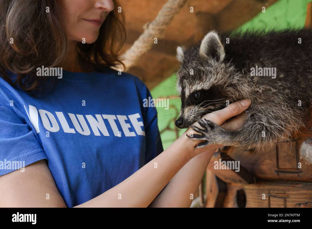 Supportive Racoon Volunteer with cute raccoon in animal shelter, closeup Stock Photo - Alamy