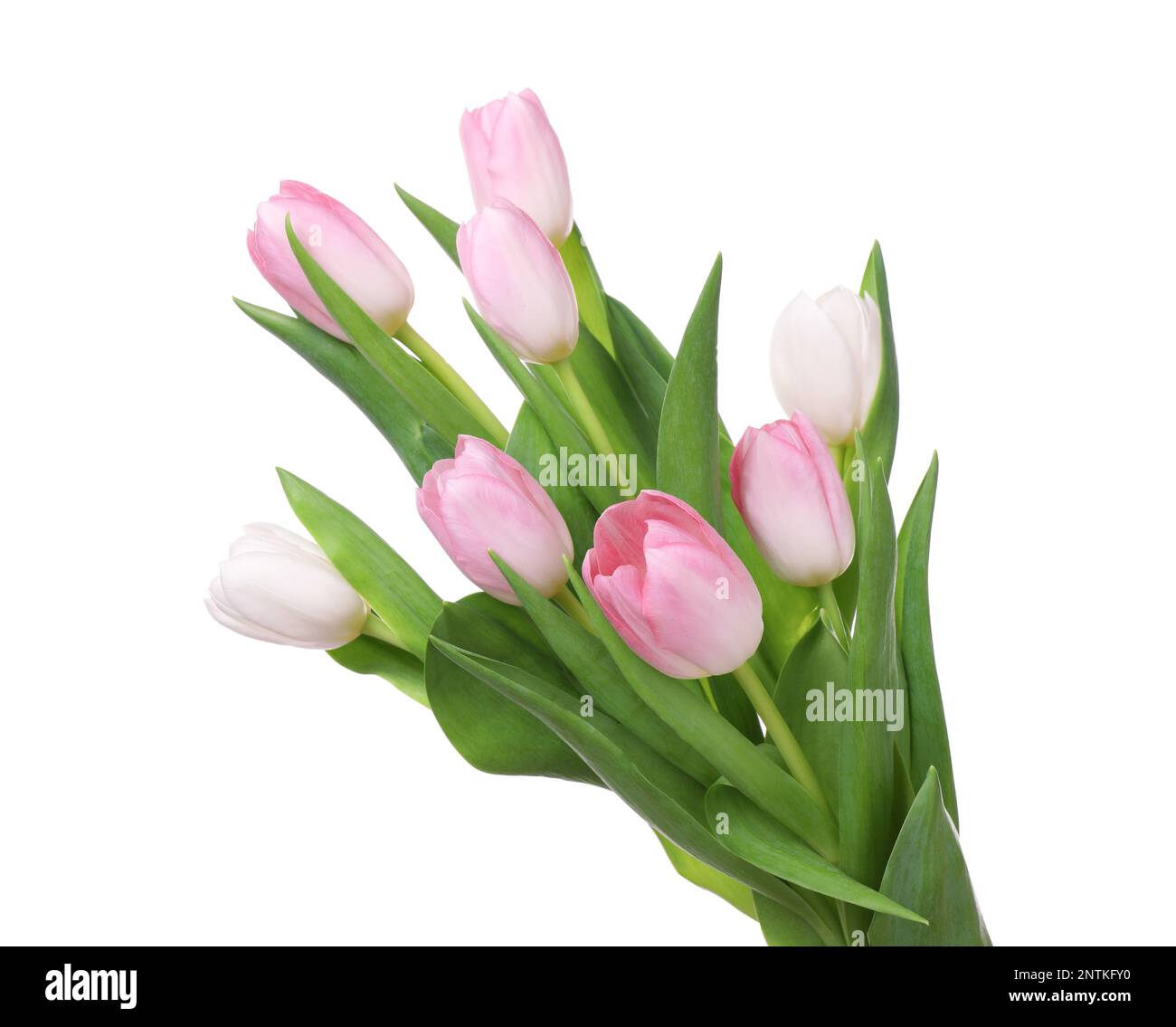 Beautiful bouquet of tulips isolated on white Stock Photo - Alamy