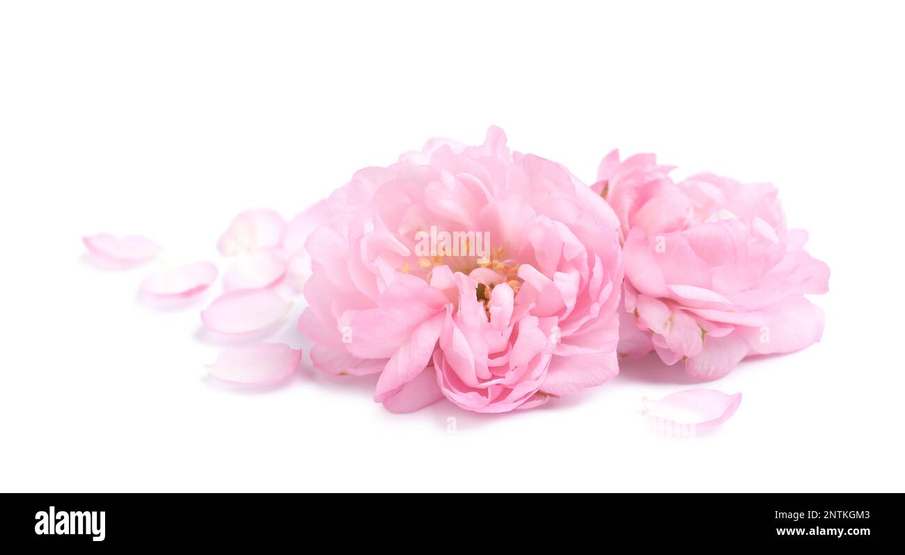 Beautiful sakura tree flowers and petals on white background Stock Photo