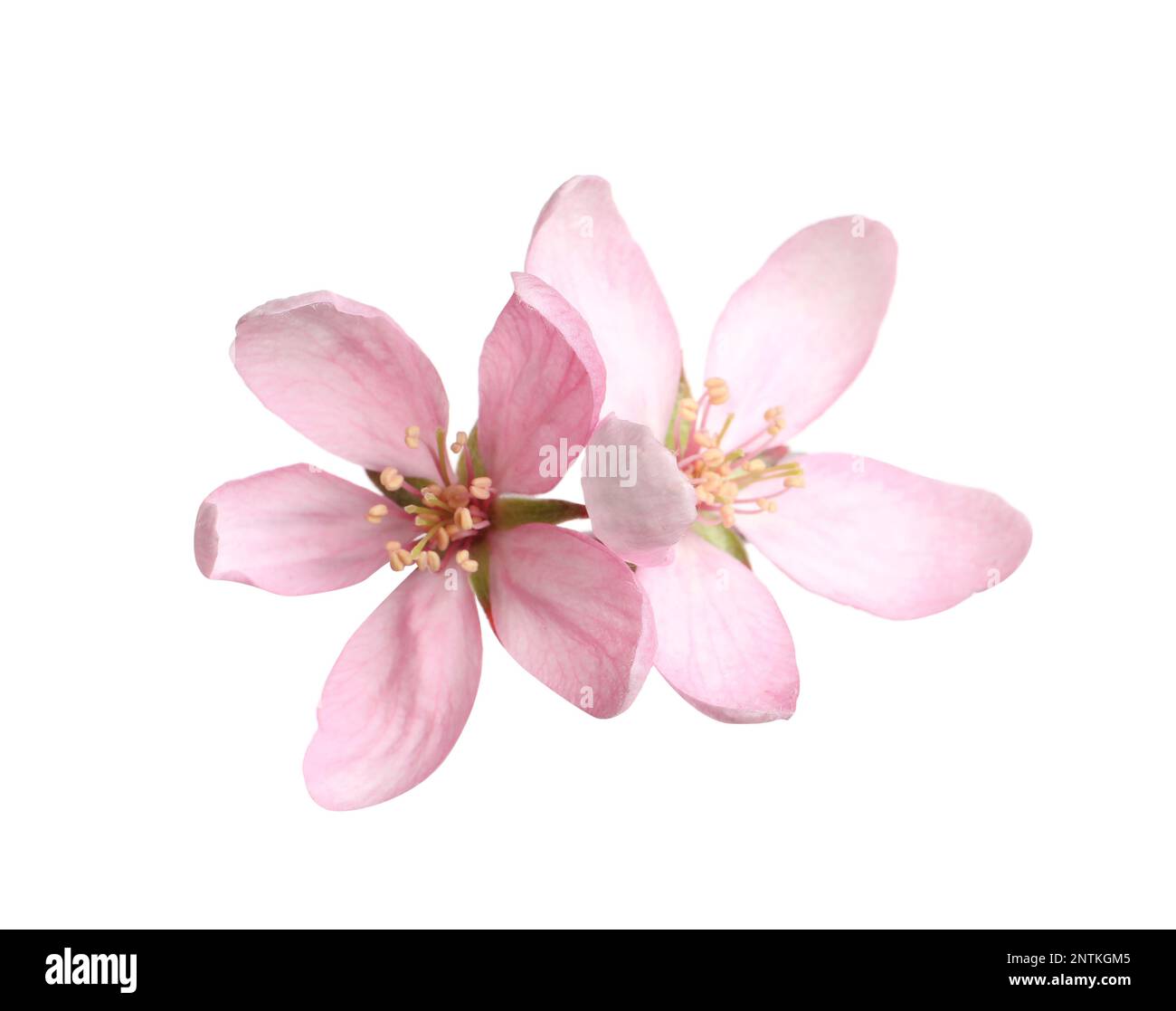 Beautiful sakura tree flowers on white background Stock Photo
