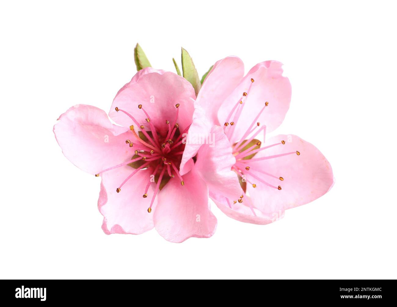Beautiful sakura tree flowers on white background Stock Photo