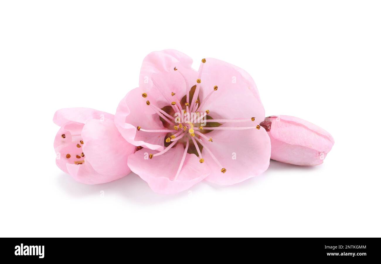 Beautiful sakura tree flowers on white background Stock Photo