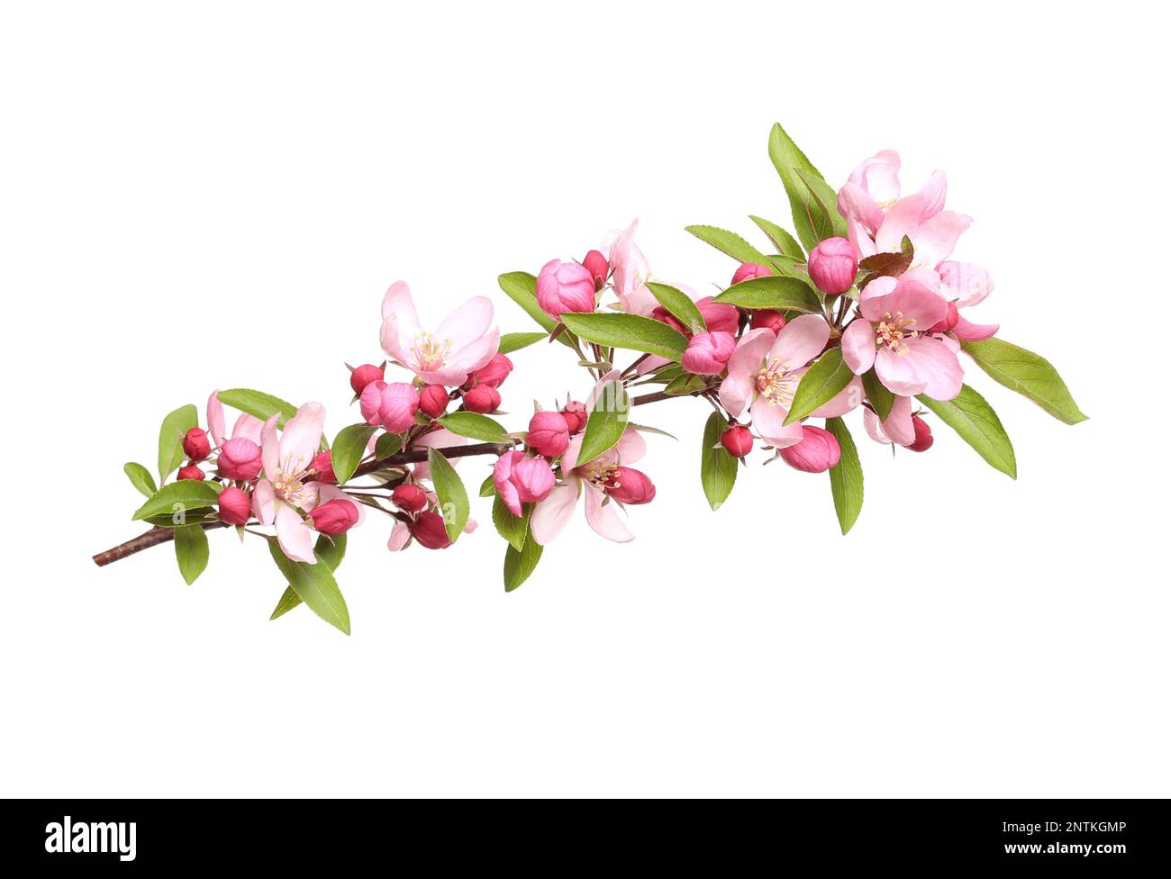 Beautiful sakura tree branch isolated on white Stock Photo