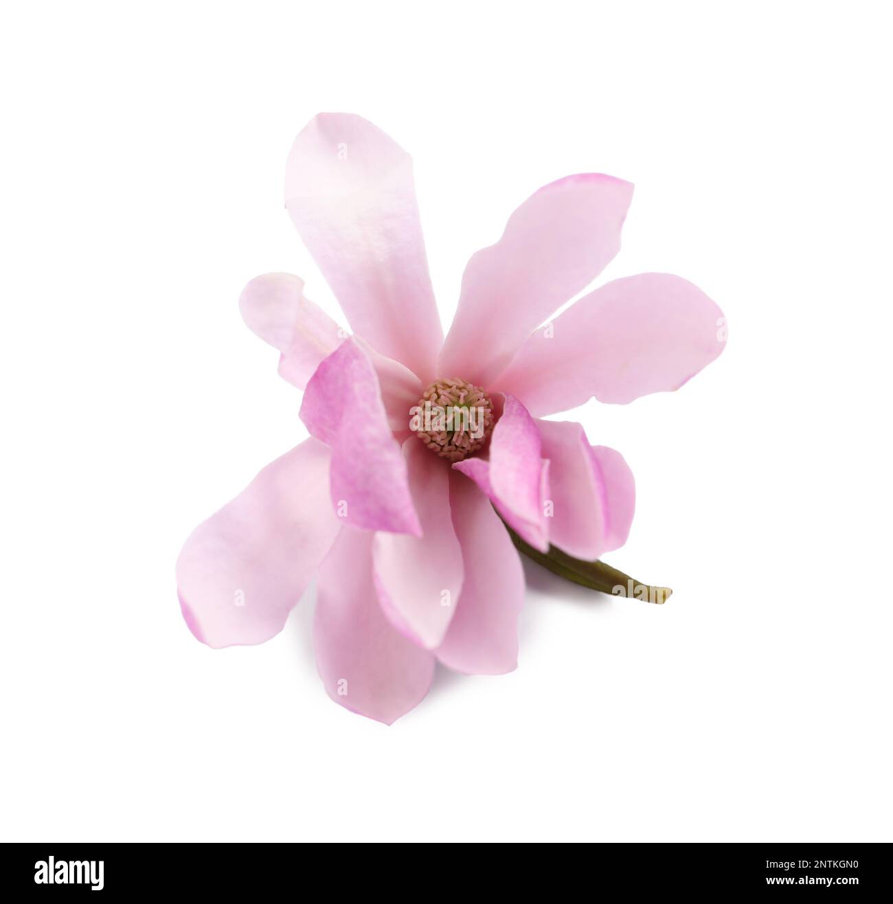 Beautiful pink magnolia flower isolated on white Stock Photo - Alamy