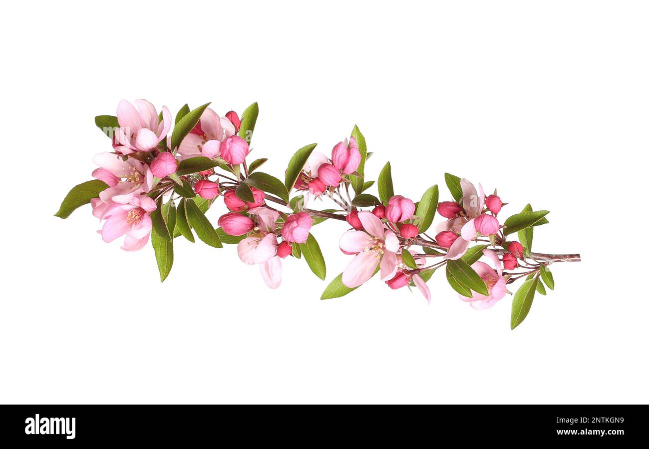 Beautiful sakura tree branch isolated on white Stock Photo