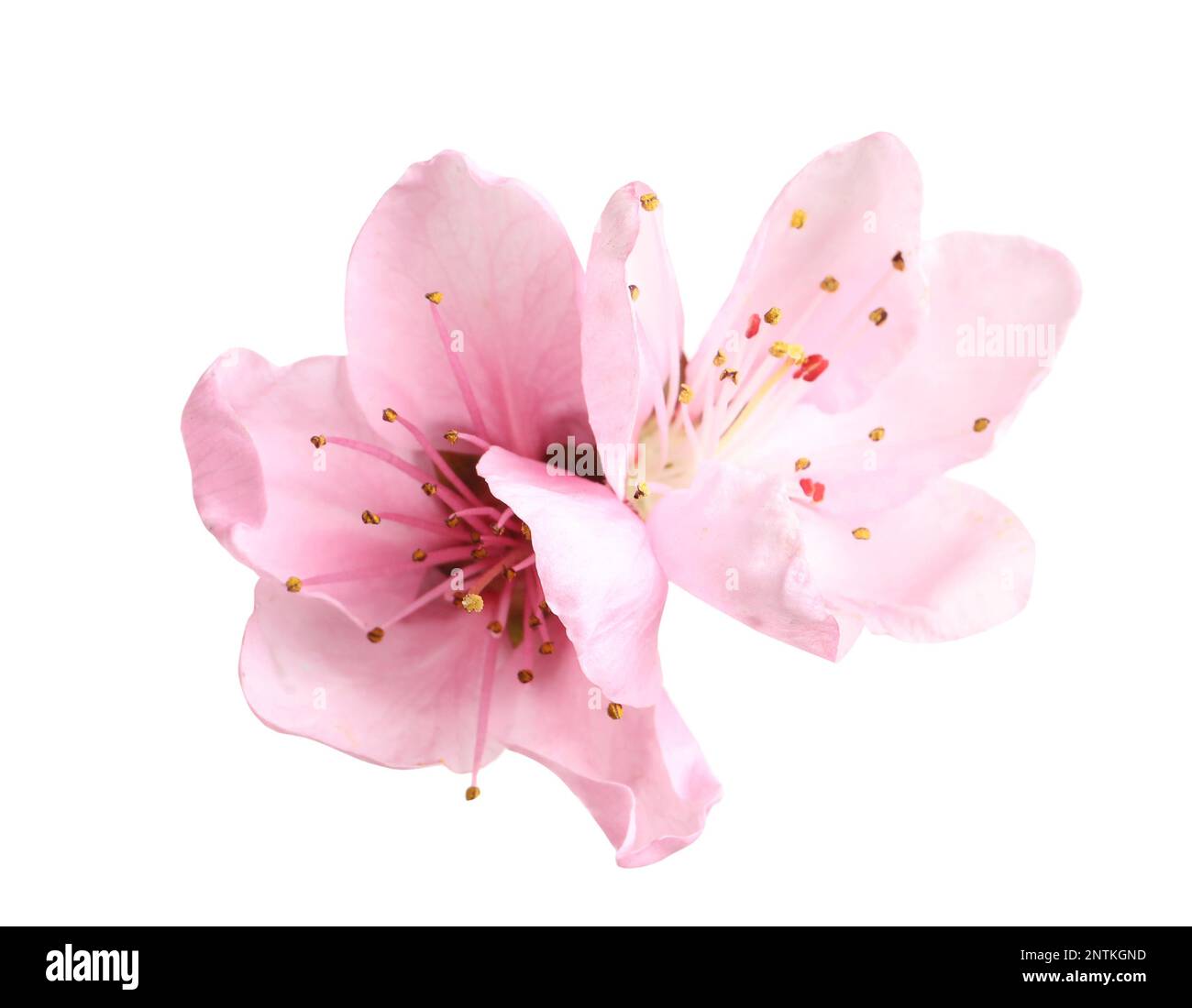 Beautiful sakura tree flowers on white background Stock Photo