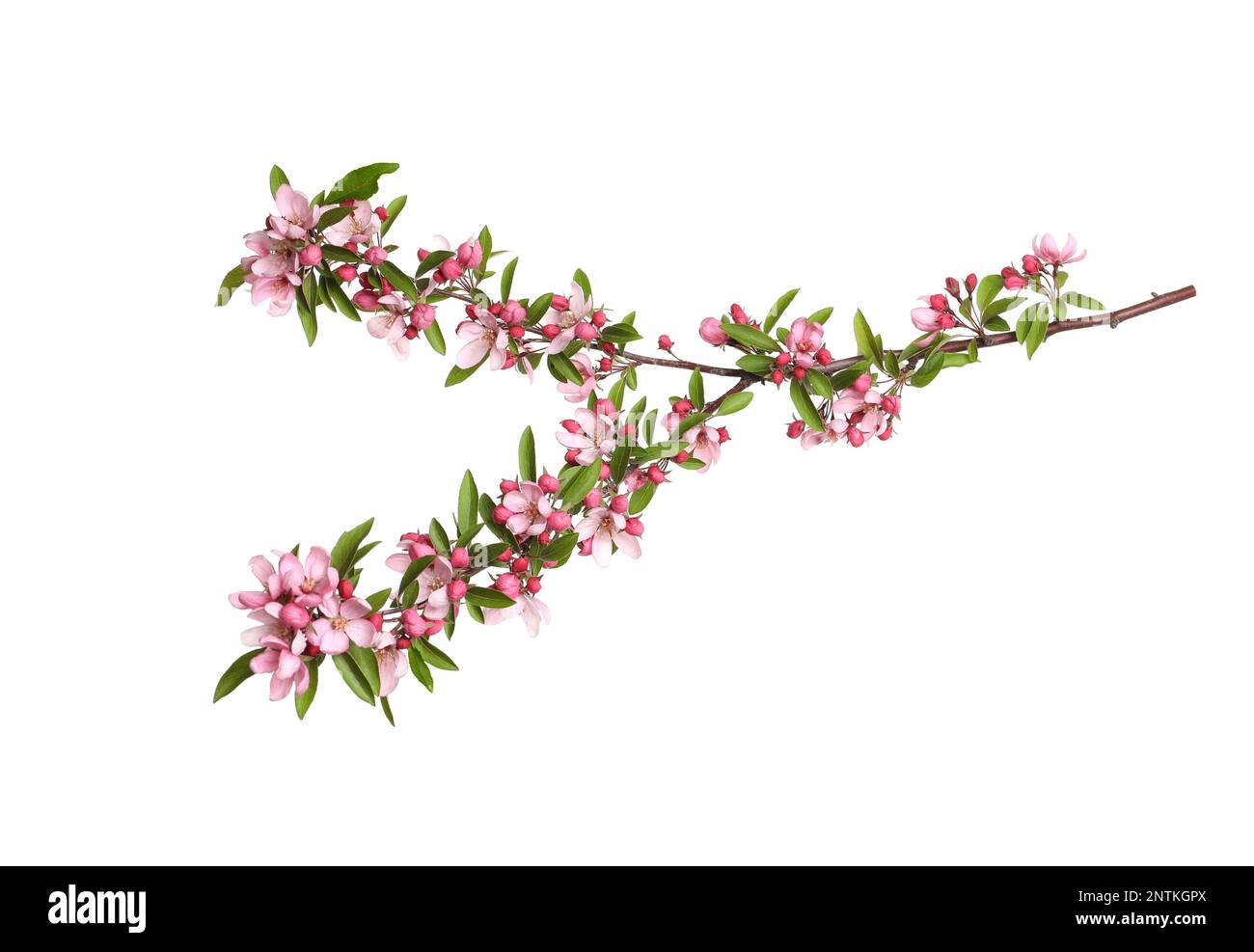 Beautiful sakura tree branch isolated on white Stock Photo