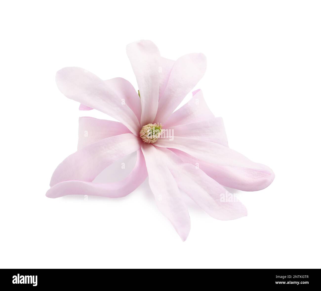 Beautiful pink magnolia flower isolated on white Stock Photo - Alamy