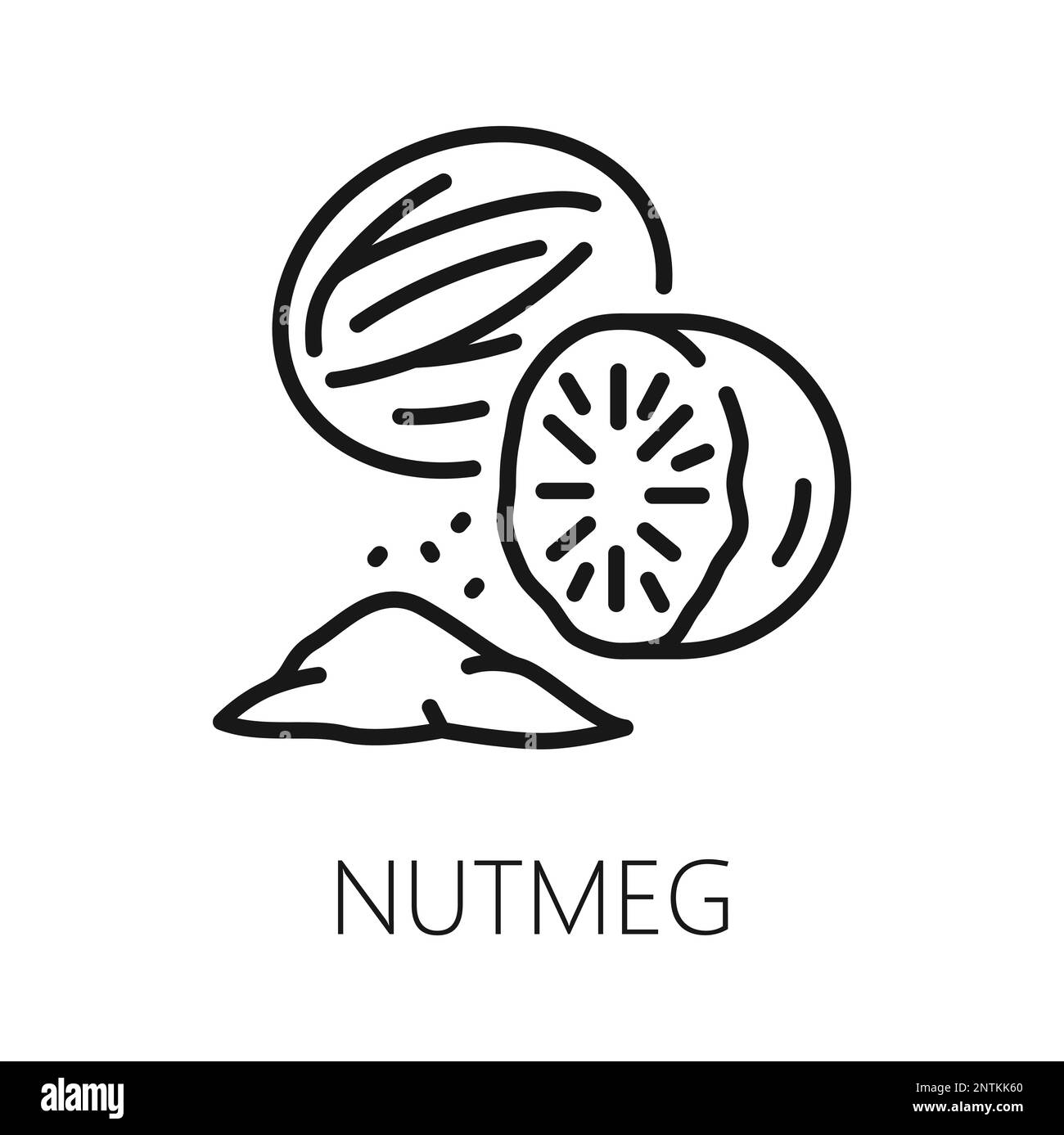 Fragrant or true nutmeg isolated outline icon. Vector pala edible seed