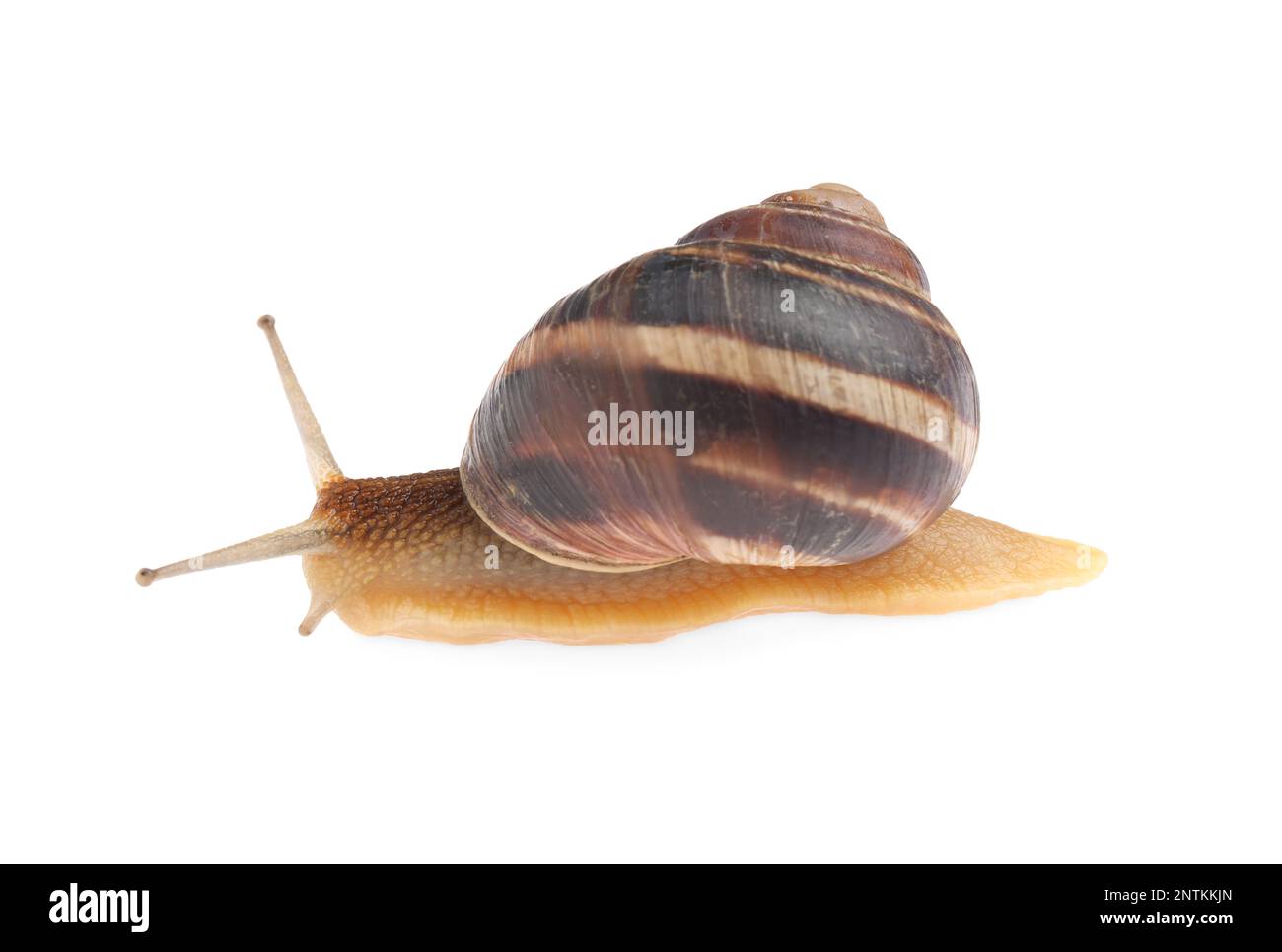 Common garden snail crawling on white background Stock Photo - Alamy