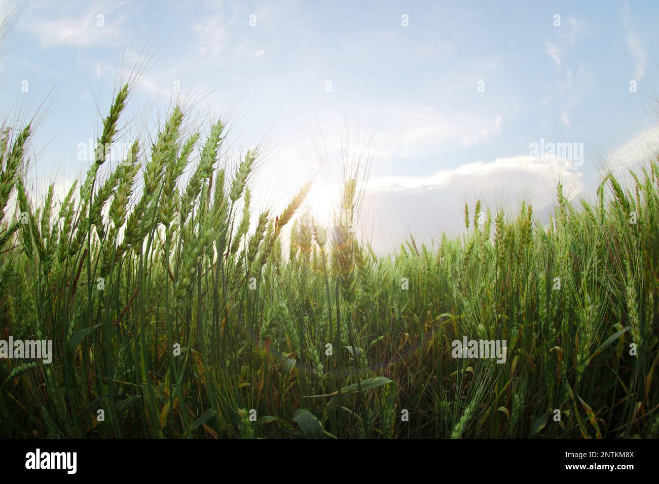 Beautiful view of wheat field, fish eye effect Stock Photo