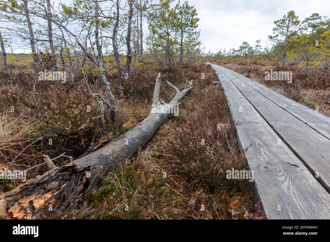 Nature view of a swamp during the day with wind broken pine trees brown