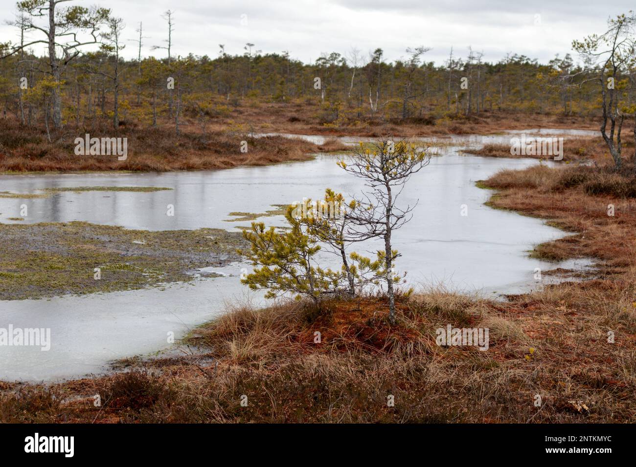 Nature view of marsh during the day with small pine trees brown small grass and marsh water ditches and ponds Stock Photo