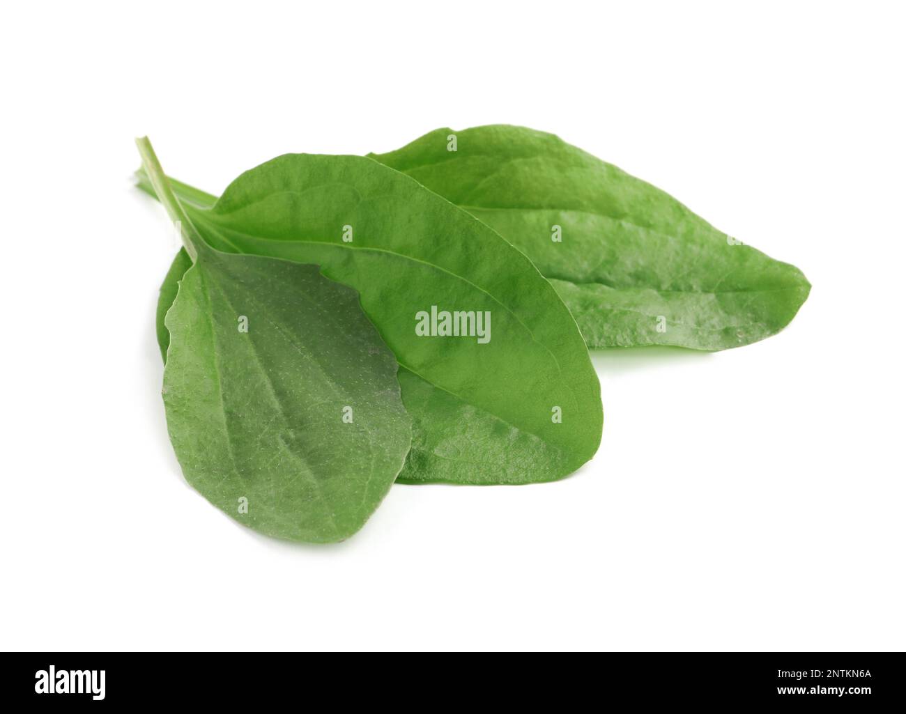 Green broadleaf plantain leaves on white background Stock Photo - Alamy