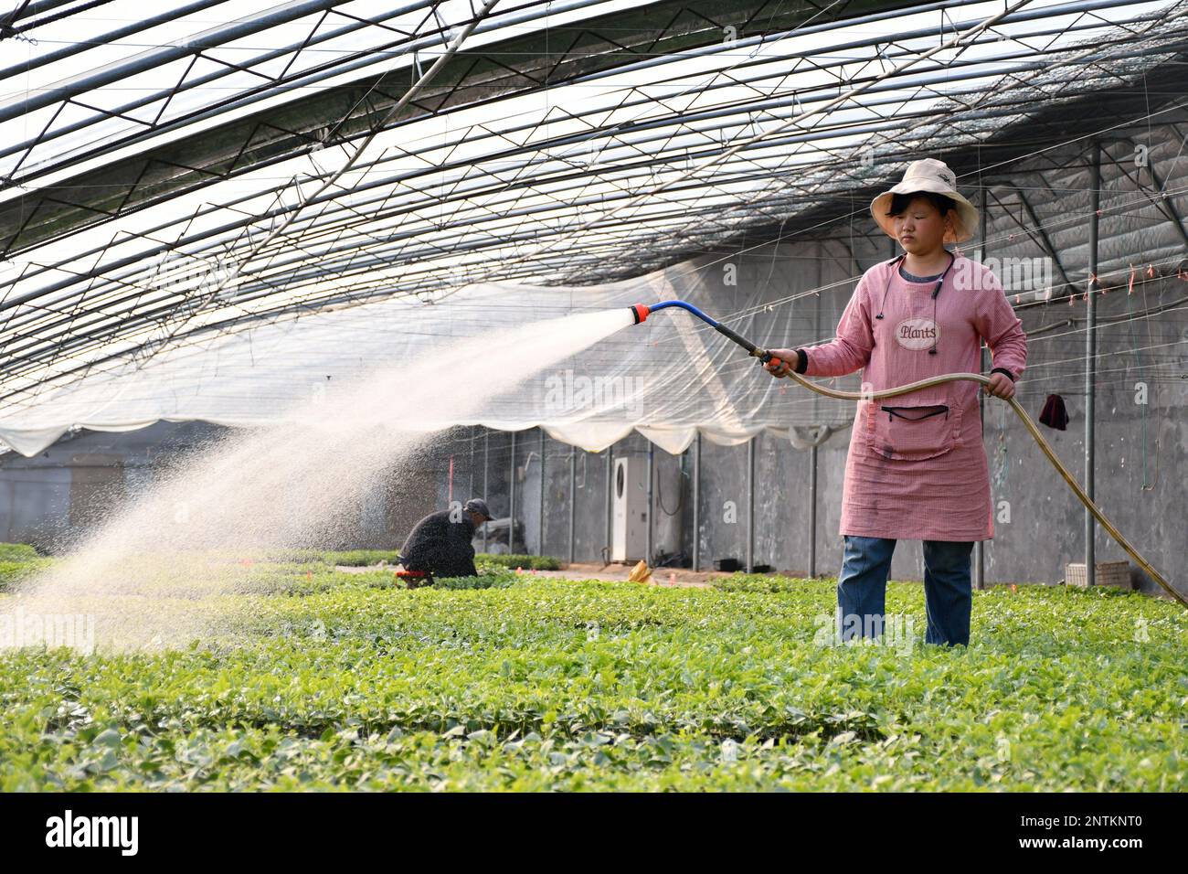 BINZHOU, CHINA - FEBRUARY 28, 2023 - A farmer manages watermelon seedlings in a greenhouse in Huimin county, Binzhou city, Shandong province, China, F Stock Photo